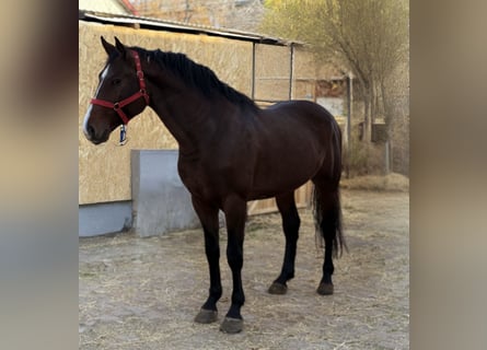 Holsteiner, Étalon, 4 Ans, 165 cm, Bai