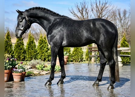 Holsteiner, Étalon, 4 Ans, 170 cm, Gris noir