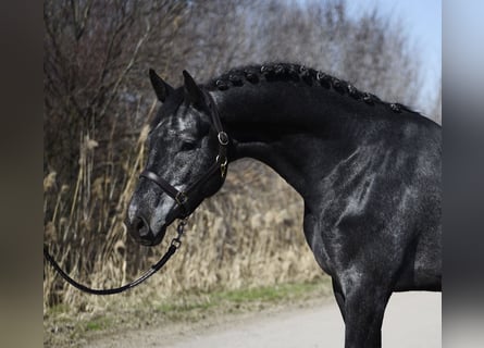 Holsteiner, Étalon, 4 Ans, 170 cm, Gris noir