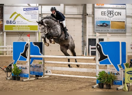 Holsteiner, Étalon, 6 Ans, 173 cm, Gris pommelé