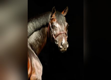 Holsteiner, Étalon, 29 Ans, 167 cm, Bai brun foncé