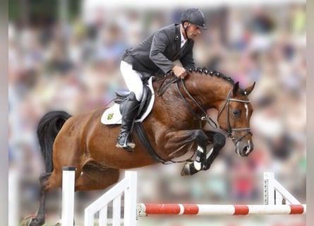 Holsteiner, Étalon, 20 Ans, 169 cm, Bai