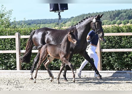 Holsteiner, Étalon, Poulain (06/2025), 100 cm, Bai