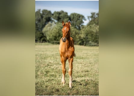 Holsteiner, Étalon, Poulain (03/2025), 170 cm