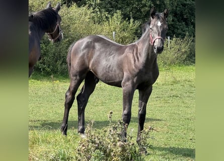 Holsteiner, Étalon, Poulain (04/2025), 172 cm, Gris