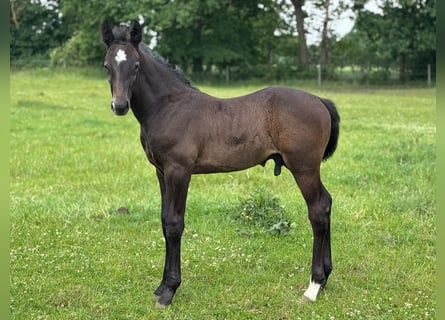 Holsteiner, Étalon, Poulain (04/2025), 172 cm, Gris