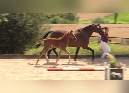 Holsteiner, Étalon, Poulain (06/2024), Alezan