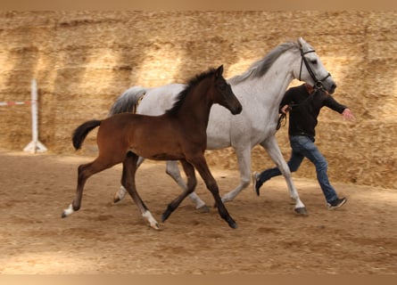 Holsteiner, Étalon, Poulain (04/2023), Bai brun