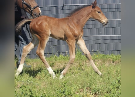 Holsteiner, Étalon, Poulain (05/2026), Bai