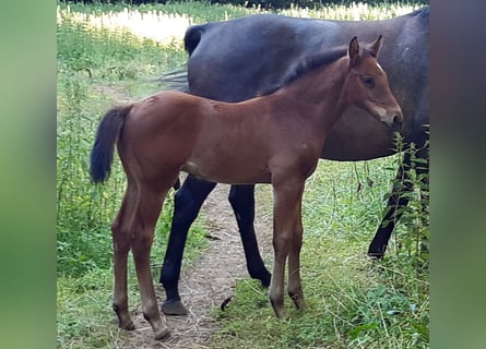 Holsteiner, Étalon, Poulain (05/2025), Bai