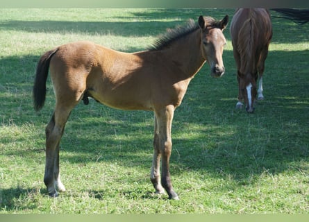 Holsteiner, Étalon, Poulain (04/2026)