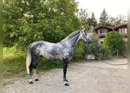 Holsteiner, Hengst, 12 Jaar, 173 cm, Appelschimmel