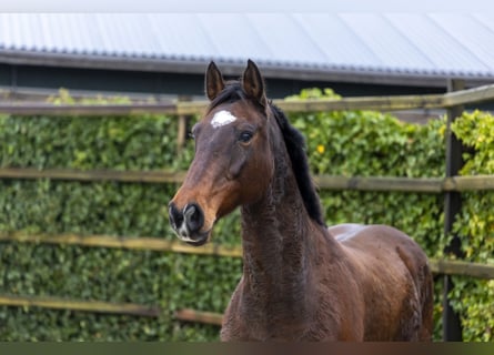 Holsteiner, Hengst, 15 Jahre, 167 cm, Brauner