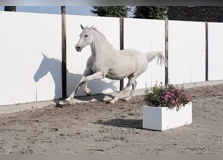 Holsteiner, Hengst, 17 Jahre, 159 cm, Schimmel