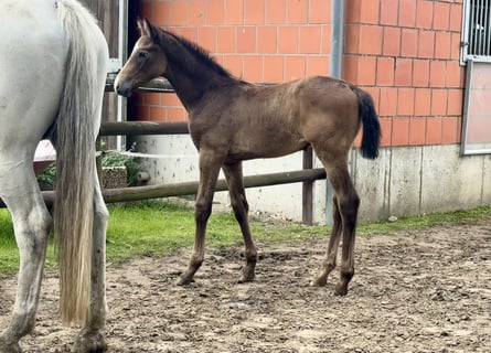 Holsteiner, Hengst, 1 Jaar, 168 cm, Blauwschimmel