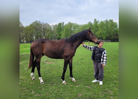 Holsteiner, Hengst, 1 Jaar, 170 cm, Bruin