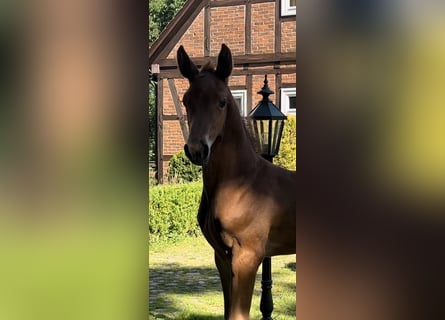 Holsteiner, Hengst, 1 Jaar, 170 cm, kan schimmel zijn