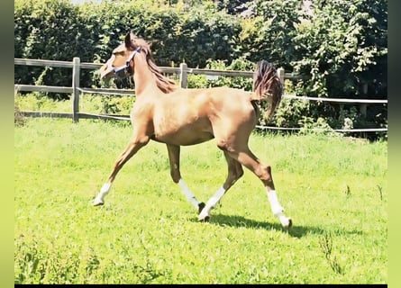 Holsteiner, Hengst, 1 Jaar, 174 cm