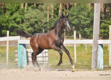 Holsteiner, Hengst, 1 Jaar, 175 cm, Appelschimmel