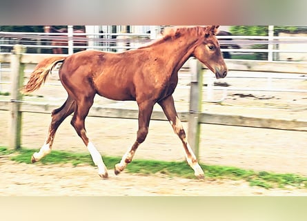 Holsteiner Mix, Hengst, 1 Jaar, 176 cm