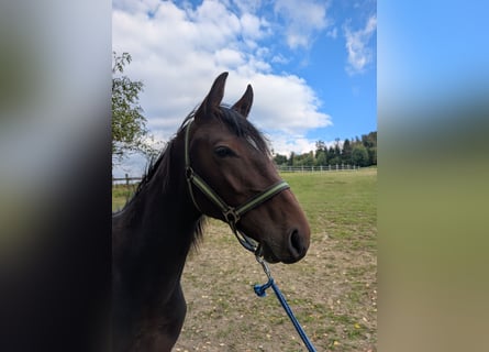 Holsteiner, Hengst, 1 Jaar, Bruin