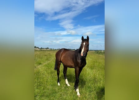 Holsteiner, Hengst, 1 Jaar, Bruin