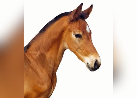 Holsteiner, Hengst, 1 Jaar, Bruin