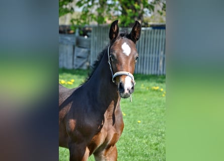 Holsteiner, Hengst, 1 Jaar, Bruin