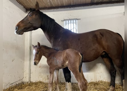 Holsteiner, Hengst, 1 Jaar, Bruin