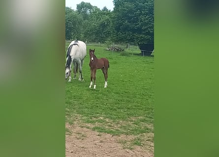 Holsteiner, Hengst, 1 Jaar, Donkerbruin