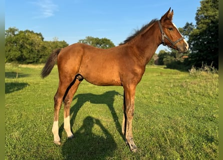 Holsteiner, Hengst, 1 Jahr, 168 cm, Brauner