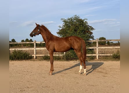 Holsteiner, Hengst, 1 Jahr, 172 cm, Fuchs