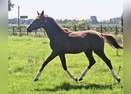 Holsteiner, Hengst, 1 Jahr, 174 cm
