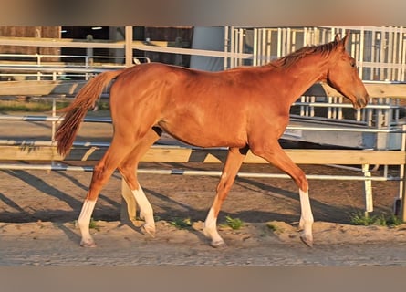 Holsteiner, Hengst, 1 Jahr, 174 cm, Dunkelfuchs
