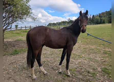Holsteiner, Hengst, 1 Jahr, Brauner