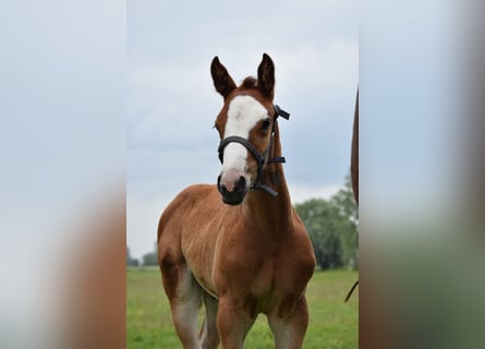 Holsteiner, Hengst, 1 Jahr, Brauner