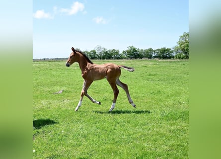 Holsteiner, Hengst, 1 Jahr, Brauner