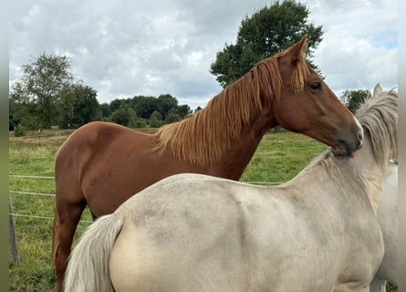 Holsteiner, Hengst, 1 Jahr, Fuchs