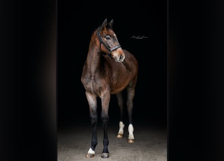 Holsteiner, Hengst, 1 Jahr, Schimmel