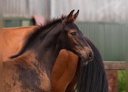Holsteiner, Hengst, 1 Jahr, Schwarzbrauner
