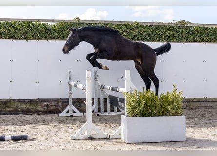 Holsteiner, Hengst, 2 Jaar, 155 cm, Donkerbruin