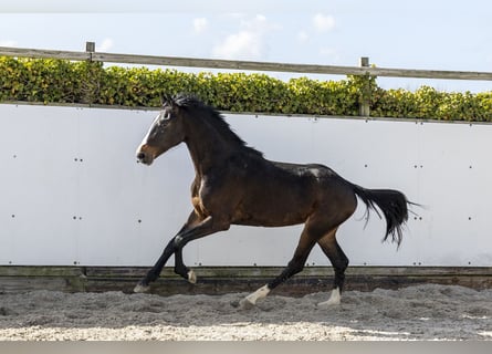 Holsteiner, Hengst, 2 Jaar, 157 cm, Donkerbruin