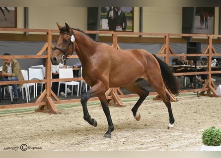 Holsteiner, Hengst, 2 Jaar, 164 cm, Bruin