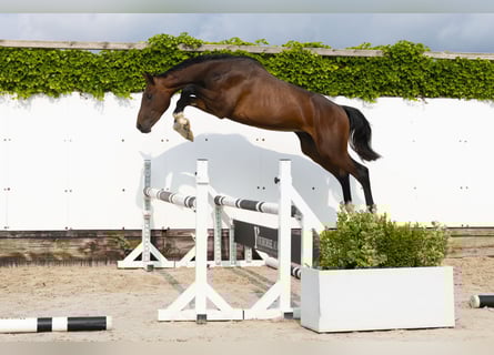 Holsteiner, Hengst, 2 Jahre, 152 cm, Brauner