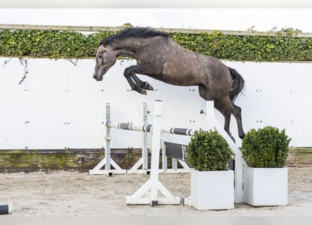 Holsteiner, Hengst, 2 Jahre, 155 cm, Schimmel