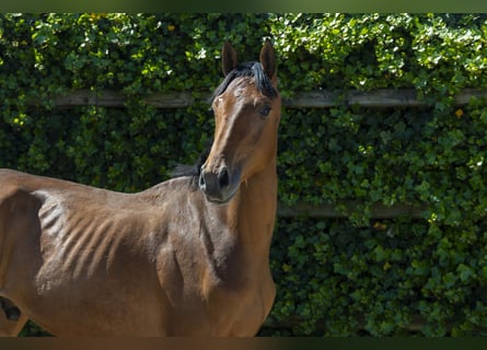 Holsteiner, Hengst, 2 Jahre, 156 cm