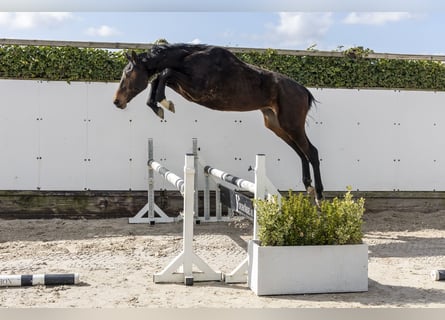 Holsteiner, Hengst, 2 Jahre, 157 cm, Brauner