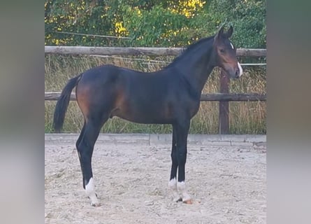 Holsteiner, Hengst, 2 Jahre, 160 cm, Brauner