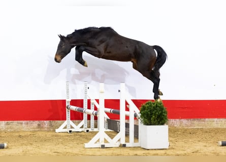 Holsteiner, Hengst, 2 Jahre, 161 cm, Dunkelbrauner