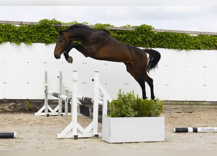 Holsteiner, Hengst, 2 Jahre, 169 cm, Dunkelbrauner